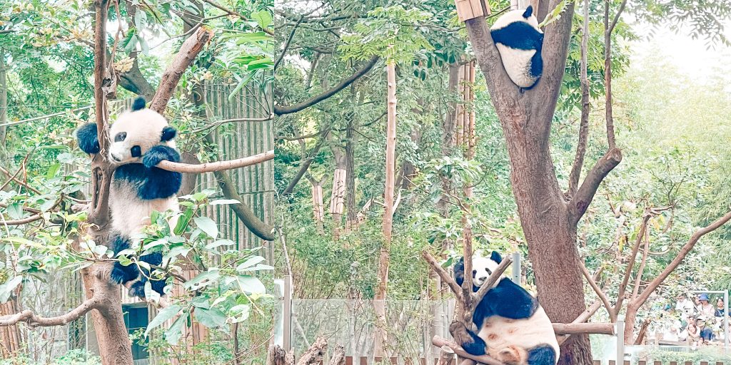 Pandas at the research base in trees