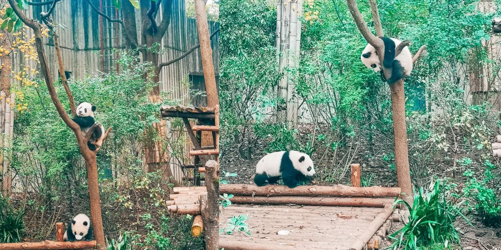 Baby Pandas playing in Chengdu Research Base for Giant Pandas