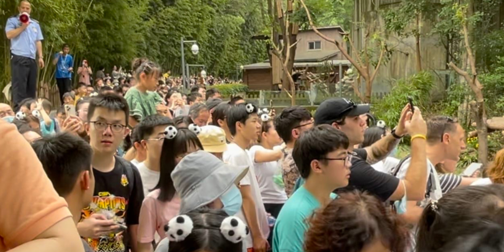 huge crowd of people at chengdu research base for giant pandas