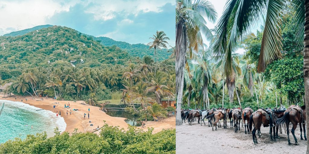 Tayrona National Park landscape and horses:Ultimate 2 Week Colombia Itinerary